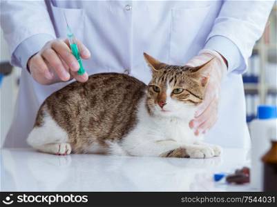 Cat visiting vet for regular check up. Cat visiting vet for regular checkup