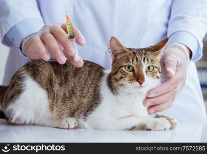 Cat visiting vet for regular check up. Cat visiting vet for regular checkup