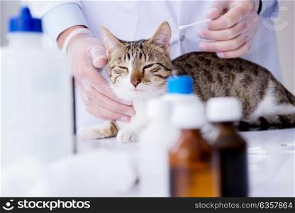 Cat visiting vet for regular check up. The cat visiting vet for regular check up