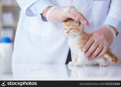 Cat visiting vet for regular checkup. Cat visiting vet for regular check up