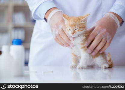 Cat visiting vet for regular checkup. Cat visiting vet for regular check up