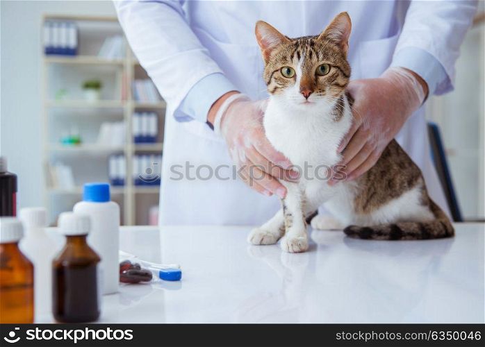 Cat visiting vet for regular checkup. Cat visiting vet for regular check up