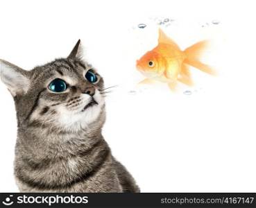 Cat with green eyes looking for goldfish on white