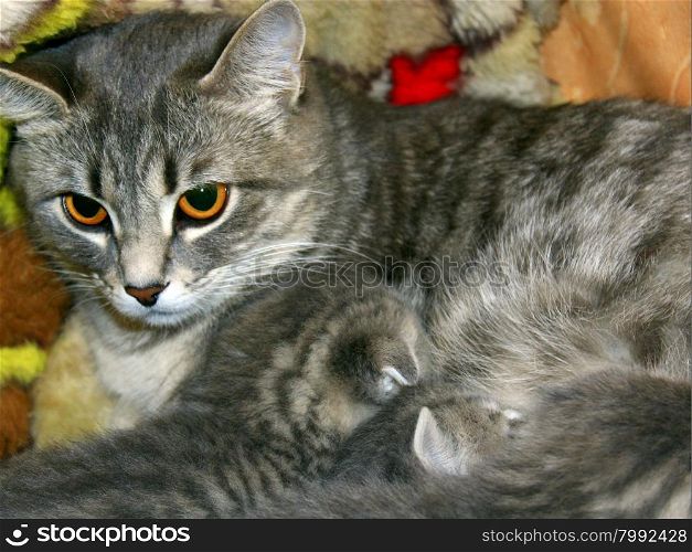 cat with kittens of Scottish Straight breed. cat and her kittens of Scottish Straight breed