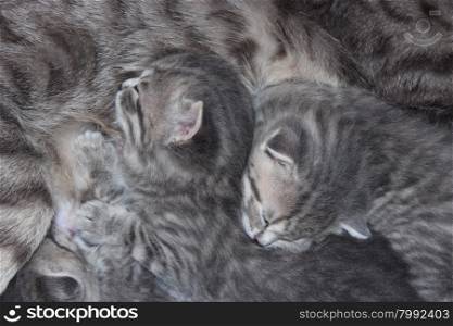 cat with newborn kittens of Scottish Straight breed. cat and her newborn kittens of Scottish Straight breed