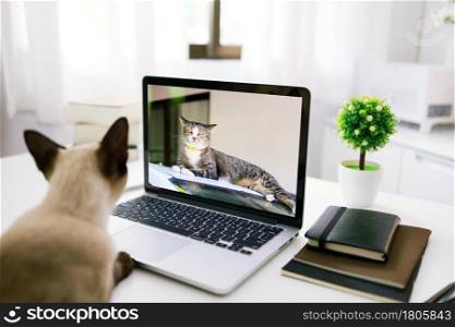 Cat working from home with cat coworkers Concept home quarantine, Video call conference