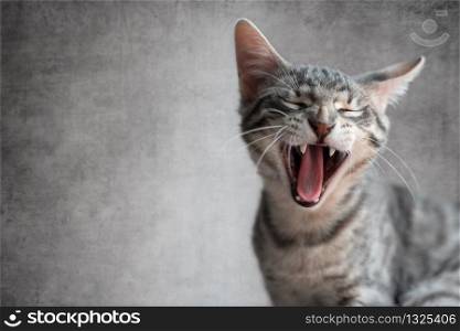 Cat yawning with mouth wide open and eyes closed. Cat yawning with mouth open and eyes closed