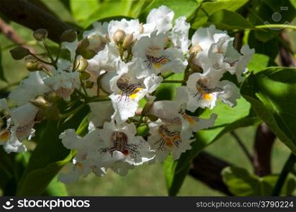 Catalpa a genus of plants in the family Bignoniaceae