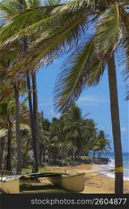 Catamaran tied up with Palm trees on the beach, Luquillo Beach, Puerto Rico