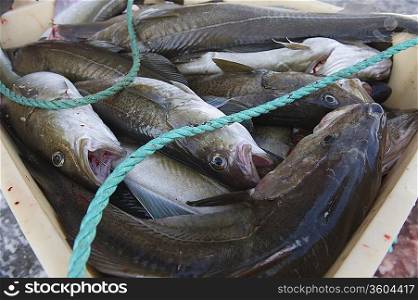 Catch of fish Norway