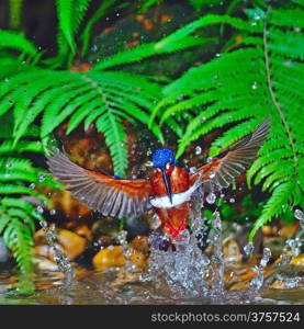 Catching fish, male Blue-eared Kingfisher (Alcedo meninting), in flight