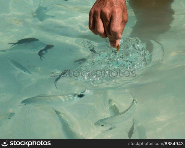 Catching Fishes in Transparent Sea with Bare Hands