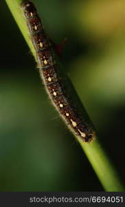 Caterpillar