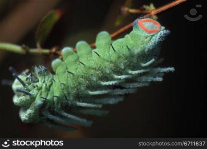 Caterpillar