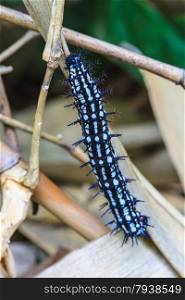 caterpillar, close up caterpillar in tropical forest