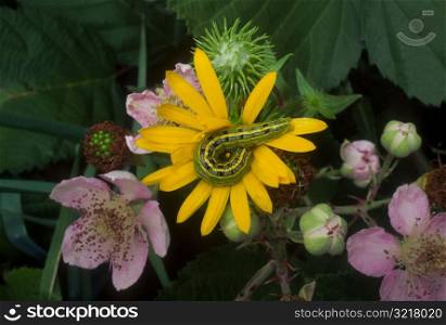 Caterpillar Curled Inside a Flower