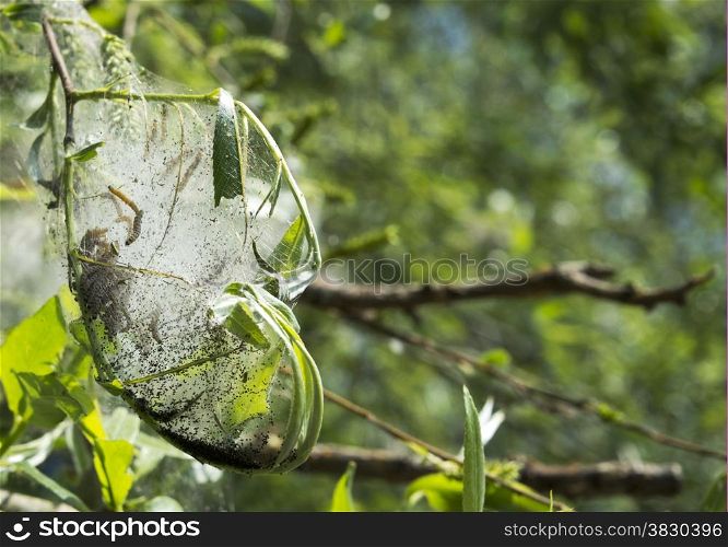 caterpillar in cocoon in the green forest