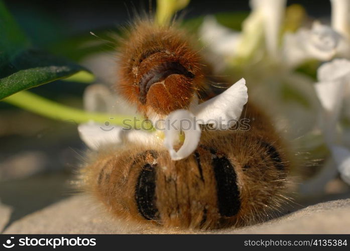 caterpillar of butterfly on a leaf of jasmine