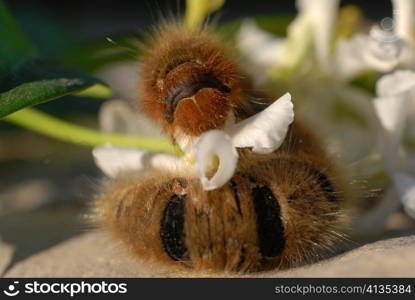 caterpillar of butterfly on a leaf of jasmine