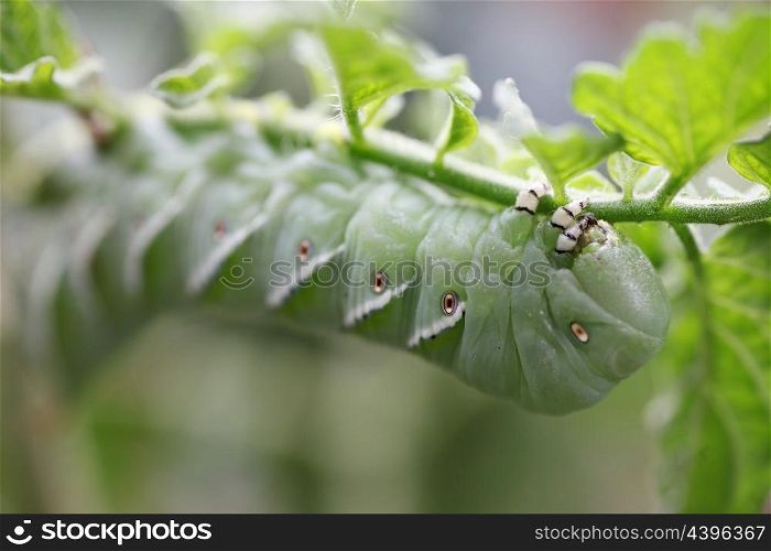 caterpillar pest on a tomato plant