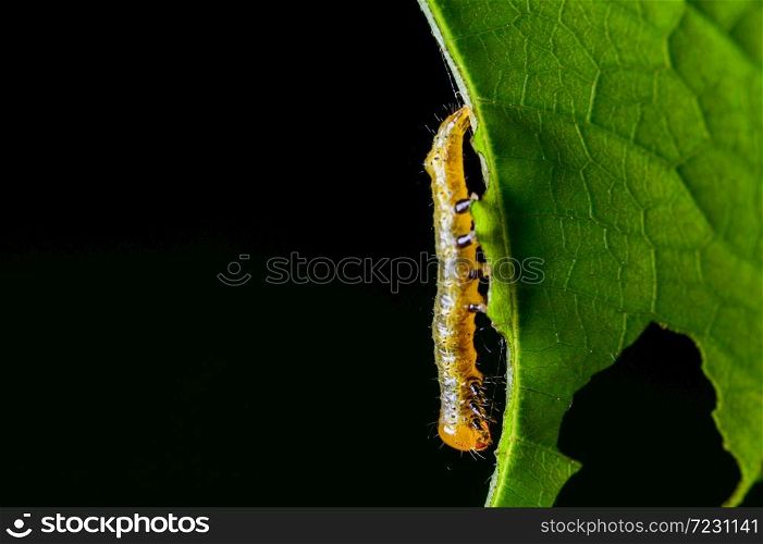 Caterpillar pests on the leaves