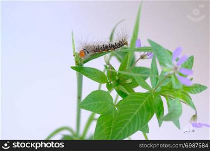 Caterpillars orange head and furry throughout the body with white stripes and black on grass