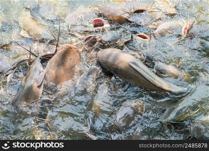 Catfish eating food on the catfish farm, feeds many freshwater fish agriculture aquaculture, catfish floating for breathe on top water in lake near river Asian