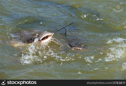 Catfish in water of the river Alexander (Israel)