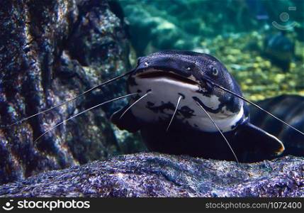 Catfish swimming underwater photography marine life - Redtail catfish black Phractocephalus hemioliopterus