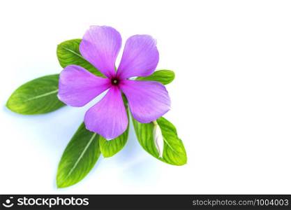 Catharanthus roseus, purple flowers laid on a white background.
