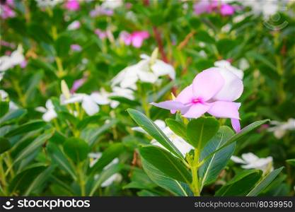 Catharanthus roseuses or Vinca roseas in the garden that is green area in the city