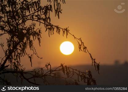 Catkins are silhouetted by a deep orange sunrise
