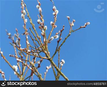 Catkins in the tree in front of blue sky.
