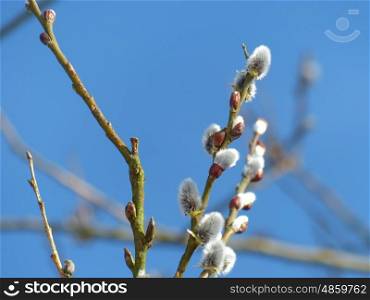 Catkins in the tree in front of blue sky.