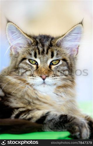 Cats and dogs: brown-white tabby Maine Coon cat, close-up portrait, selective focus, natural blurred background