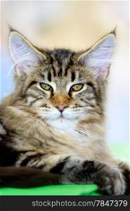 Cats and dogs: brown-white tabby Maine Coon cat, close-up portrait, selective focus, natural blurred background