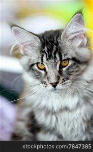 Cats and dogs: grey-white tabby Maine Coon cat, close-up portrait, selective focus, natural blurred background