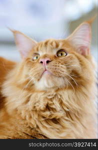 Cats and dogs: red-white tabby Maine Coon cat, close-up portrait, selective focus, natural blurred background