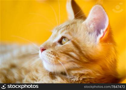 Cats and dogs: red-white tabby Maine Coon cat, close-up portrait, selective focus, natural yellow blurred background