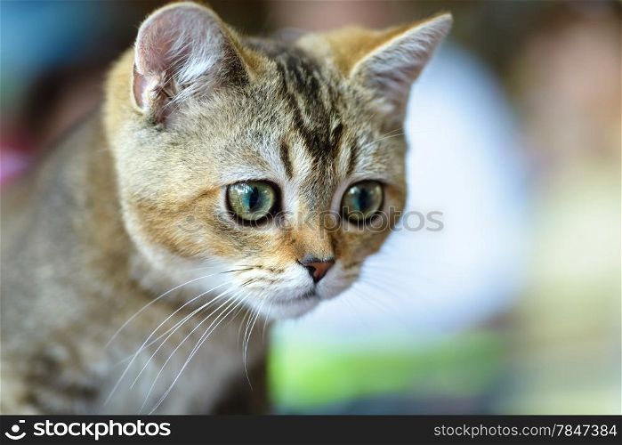 Cats and dogs: young Bengal cat, close-up portrait, selective focus, natural blurred background