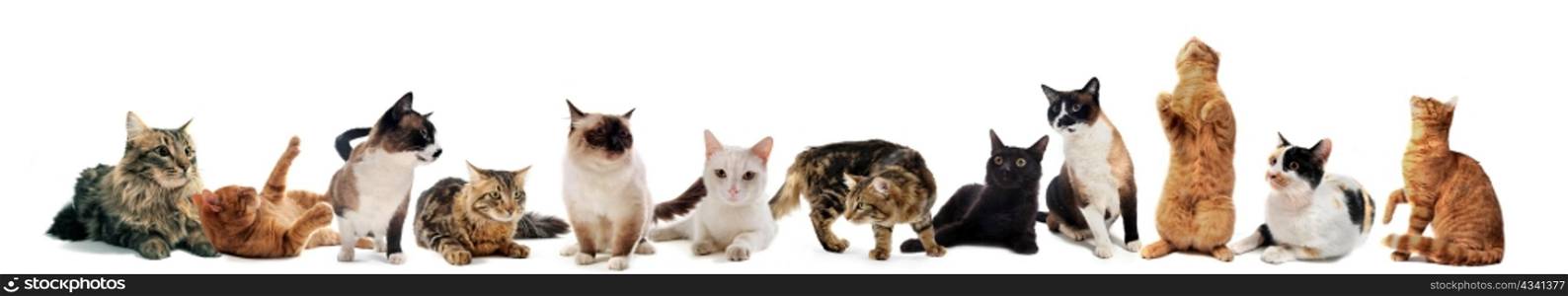 cats and kitten on a white background
