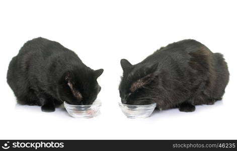 cats eating in front of white background