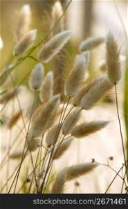 Cats grass called Lagurus ovatus Mediterranean grass