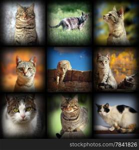cats images collection, nine pictures of different pets with added vignette