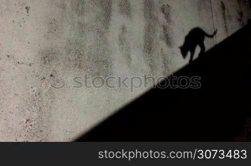Cats shadow silhouette moving across a wall