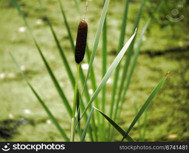 Cattail. Reeds in a pond