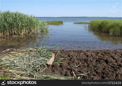 Cattail thickets on the shores of lake Pleshcheyevo near Pereslavl Zaleski, Russia