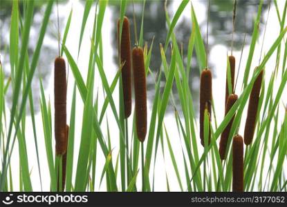 Cattails growing at the edge of a pond