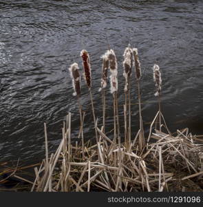 Cattails near river stream. March windy midday