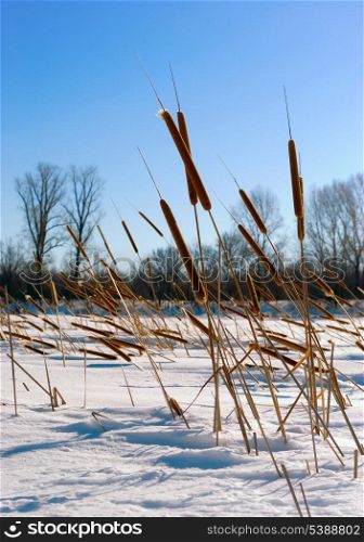 Cattails (Typha) at frozen winter forest lake